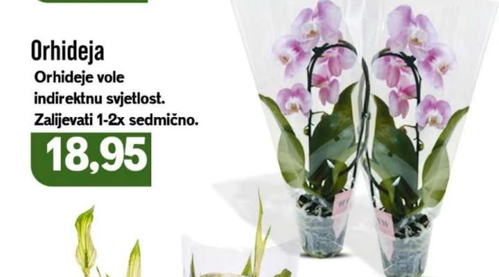 Orhideja