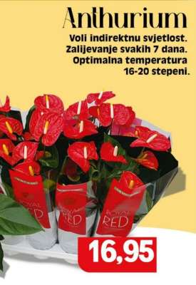 ANTHURIUM