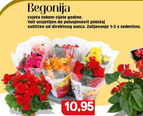 Begonija