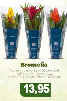 Bromelia