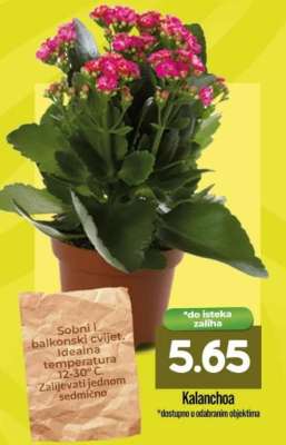 KALANCHOA