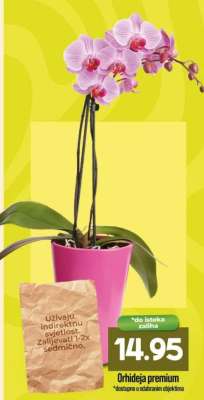 Orhideja premium