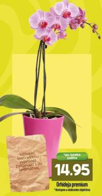 Orhideja premium
