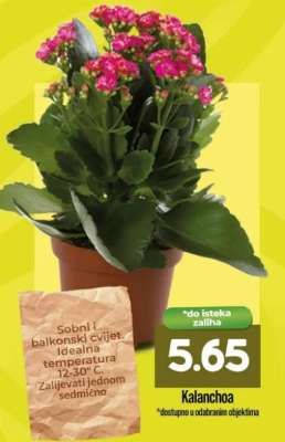 KALANCHOA