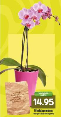 Orhideja premium