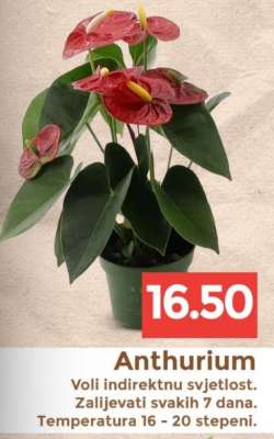ANTHURIUM