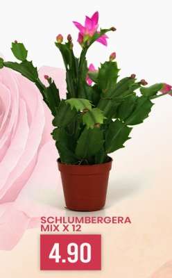 SCHLUMBERGERA MIX X 12