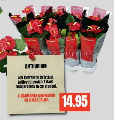 ANTHURIUM