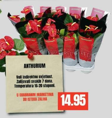 ANTHURIUM