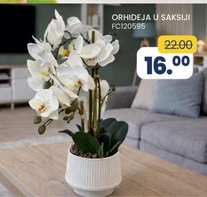 ORHIDEJA U SAKSIJI