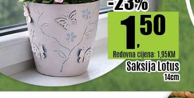 Saksija Lotus