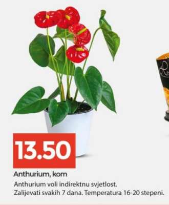 Anthurium, kom