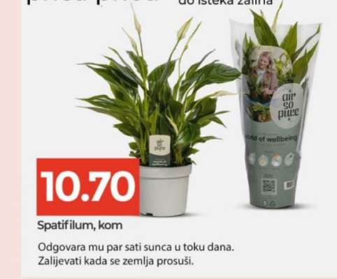 Spatifilum, kom