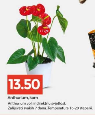 Anthurium, kom