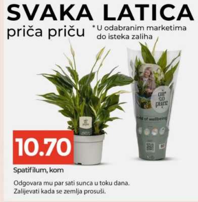 Spatifilum, kom
