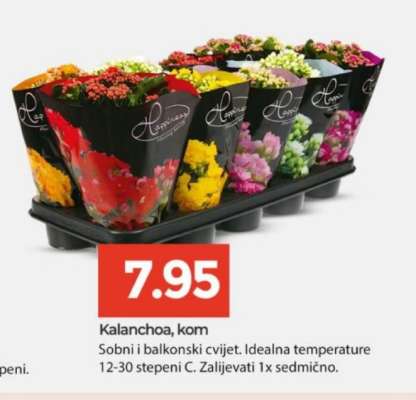 Kalanchoa, kom