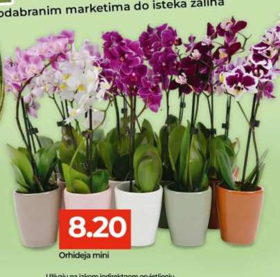 Orhideja mini