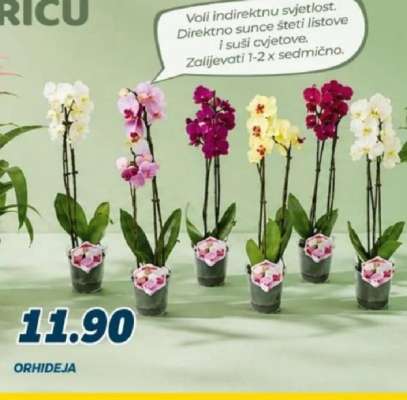 Orhideja