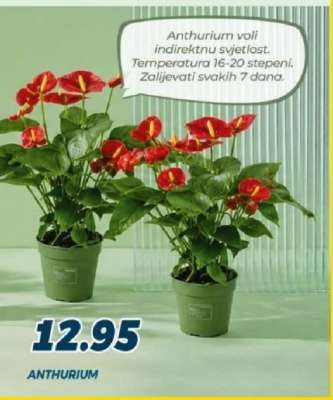 ANTHURIUM