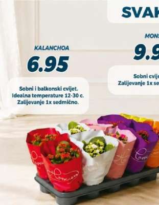 KALANCHOA