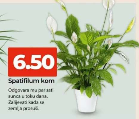 Spatifilum, kom