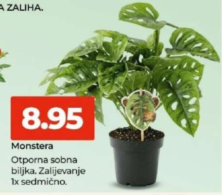 Monstera