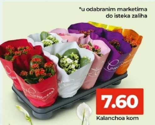 KALANCHOA