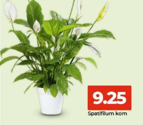 Spatifilum, kom